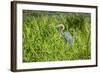 Goliath Heron (Ardea Goliath), Murchison Falls National Park, Uganda, East Africa, Africa-Michael-Framed Photographic Print