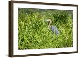 Goliath Heron (Ardea Goliath), Murchison Falls National Park, Uganda, East Africa, Africa-Michael-Framed Photographic Print