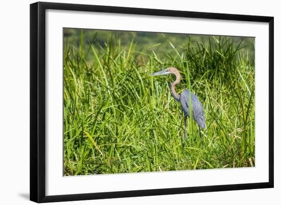 Goliath Heron (Ardea Goliath), Murchison Falls National Park, Uganda, East Africa, Africa-Michael-Framed Photographic Print