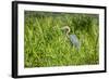 Goliath Heron (Ardea Goliath), Murchison Falls National Park, Uganda, East Africa, Africa-Michael-Framed Photographic Print