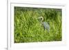 Goliath Heron (Ardea Goliath), Murchison Falls National Park, Uganda, East Africa, Africa-Michael-Framed Photographic Print