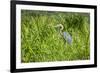 Goliath Heron (Ardea Goliath), Murchison Falls National Park, Uganda, East Africa, Africa-Michael-Framed Photographic Print