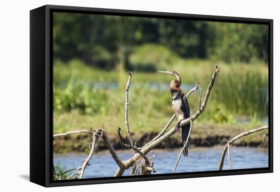 Goliath Heron (Ardea Goliath), Murchison Falls National Park, Uganda, East Africa, Africa-Michael-Framed Stretched Canvas