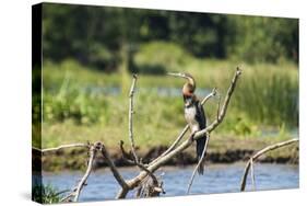 Goliath Heron (Ardea Goliath), Murchison Falls National Park, Uganda, East Africa, Africa-Michael-Stretched Canvas