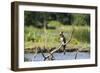 Goliath Heron (Ardea Goliath), Murchison Falls National Park, Uganda, East Africa, Africa-Michael-Framed Photographic Print