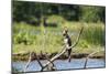 Goliath Heron (Ardea Goliath), Murchison Falls National Park, Uganda, East Africa, Africa-Michael-Mounted Photographic Print