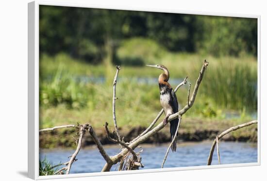 Goliath Heron (Ardea Goliath), Murchison Falls National Park, Uganda, East Africa, Africa-Michael-Framed Photographic Print