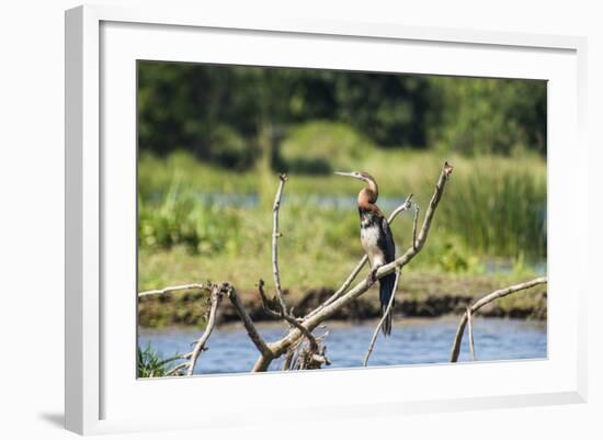 Goliath Heron (Ardea Goliath), Murchison Falls National Park, Uganda, East Africa, Africa-Michael-Framed Photographic Print