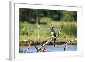 Goliath Heron (Ardea Goliath), Murchison Falls National Park, Uganda, East Africa, Africa-Michael-Framed Photographic Print