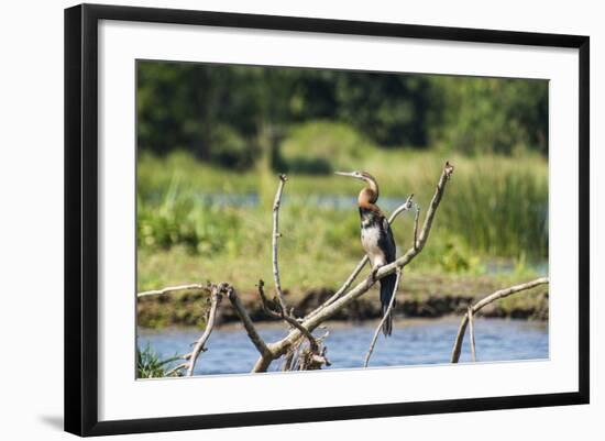 Goliath Heron (Ardea Goliath), Murchison Falls National Park, Uganda, East Africa, Africa-Michael-Framed Photographic Print