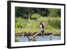 Goliath Heron (Ardea Goliath), Murchison Falls National Park, Uganda, East Africa, Africa-Michael-Framed Photographic Print