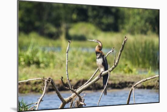 Goliath Heron (Ardea Goliath), Murchison Falls National Park, Uganda, East Africa, Africa-Michael-Mounted Photographic Print