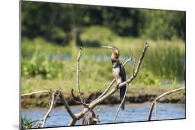 Goliath Heron (Ardea Goliath), Murchison Falls National Park, Uganda, East Africa, Africa-Michael-Mounted Photographic Print