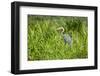 Goliath Heron (Ardea Goliath), Murchison Falls National Park, Uganda, East Africa, Africa-Michael-Framed Photographic Print