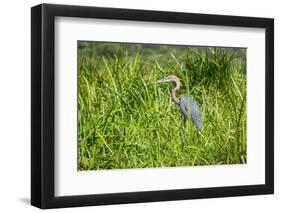 Goliath Heron (Ardea Goliath), Murchison Falls National Park, Uganda, East Africa, Africa-Michael-Framed Photographic Print