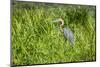 Goliath Heron (Ardea Goliath), Murchison Falls National Park, Uganda, East Africa, Africa-Michael-Mounted Photographic Print