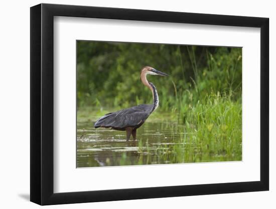 Goliath Heron (Ardea Goliath) Standing in the Waters-Neil Aldridge-Framed Photographic Print