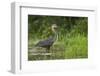 Goliath Heron (Ardea Goliath) Standing in the Waters-Neil Aldridge-Framed Photographic Print