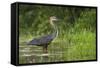 Goliath Heron (Ardea Goliath) Standing in the Waters-Neil Aldridge-Framed Stretched Canvas