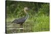 Goliath Heron (Ardea Goliath) Standing in the Waters-Neil Aldridge-Stretched Canvas