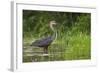 Goliath Heron (Ardea Goliath) Standing in the Waters-Neil Aldridge-Framed Photographic Print