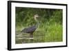 Goliath Heron (Ardea Goliath) Standing in the Waters-Neil Aldridge-Framed Photographic Print