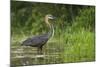 Goliath Heron (Ardea Goliath) Standing in the Waters-Neil Aldridge-Mounted Photographic Print