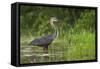 Goliath Heron (Ardea Goliath) Standing in the Waters-Neil Aldridge-Framed Stretched Canvas