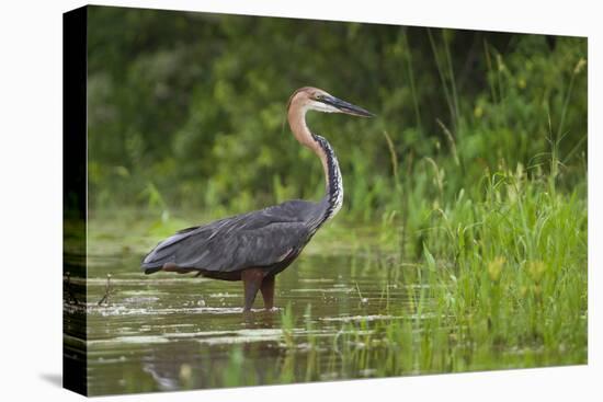 Goliath Heron (Ardea Goliath) Standing in the Waters-Neil Aldridge-Stretched Canvas