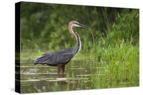 Goliath Heron (Ardea Goliath) Standing in the Waters-Neil Aldridge-Stretched Canvas