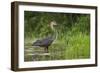 Goliath Heron (Ardea Goliath) Standing in the Waters-Neil Aldridge-Framed Photographic Print