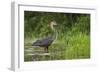 Goliath Heron (Ardea Goliath) Standing in the Waters-Neil Aldridge-Framed Photographic Print