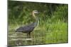 Goliath Heron (Ardea Goliath) Standing in the Waters-Neil Aldridge-Mounted Photographic Print