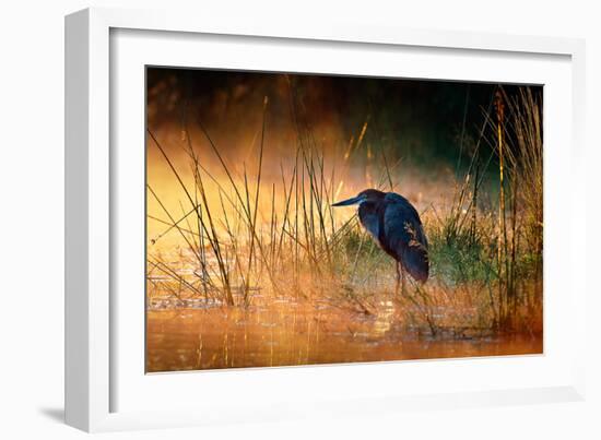 Goliath Heron (Ardea Goliath) with Sunrise over Misty River - Kruger National Park (South Africa)-Johan Swanepoel-Framed Photographic Print