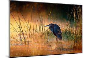 Goliath Heron (Ardea Goliath) with Sunrise over Misty River - Kruger National Park (South Africa)-Johan Swanepoel-Mounted Photographic Print