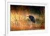 Goliath Heron (Ardea Goliath) with Sunrise over Misty River - Kruger National Park (South Africa)-Johan Swanepoel-Framed Photographic Print