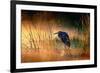 Goliath Heron (Ardea Goliath) with Sunrise over Misty River - Kruger National Park (South Africa)-Johan Swanepoel-Framed Photographic Print