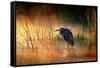 Goliath Heron (Ardea Goliath) with Sunrise over Misty River - Kruger National Park (South Africa)-Johan Swanepoel-Framed Stretched Canvas