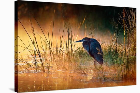 Goliath Heron (Ardea Goliath) with Sunrise over Misty River - Kruger National Park (South Africa)-Johan Swanepoel-Stretched Canvas