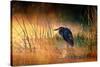 Goliath Heron (Ardea Goliath) with Sunrise over Misty River - Kruger National Park (South Africa)-Johan Swanepoel-Stretched Canvas
