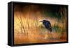 Goliath Heron (Ardea Goliath) with Sunrise over Misty River - Kruger National Park (South Africa)-Johan Swanepoel-Framed Stretched Canvas