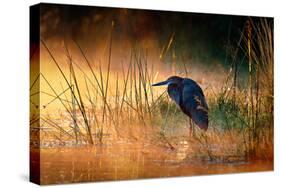 Goliath Heron (Ardea Goliath) with Sunrise over Misty River - Kruger National Park (South Africa)-Johan Swanepoel-Stretched Canvas