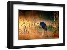 Goliath Heron (Ardea Goliath) with Sunrise over Misty River - Kruger National Park (South Africa)-Johan Swanepoel-Framed Photographic Print