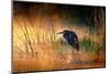 Goliath Heron (Ardea Goliath) with Sunrise over Misty River - Kruger National Park (South Africa)-Johan Swanepoel-Mounted Photographic Print