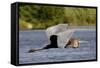 Goliath Heron in Flight-Augusto Leandro Stanzani-Framed Stretched Canvas