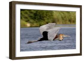 Goliath Heron in Flight-Augusto Leandro Stanzani-Framed Photographic Print