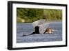 Goliath Heron in Flight-Augusto Leandro Stanzani-Framed Photographic Print