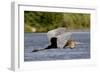 Goliath Heron in Flight-Augusto Leandro Stanzani-Framed Photographic Print