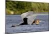 Goliath Heron in Flight-Augusto Leandro Stanzani-Mounted Photographic Print