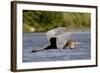 Goliath Heron in Flight-Augusto Leandro Stanzani-Framed Photographic Print